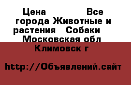French Bulldog Female › Цена ­ 26 900 - Все города Животные и растения » Собаки   . Московская обл.,Климовск г.